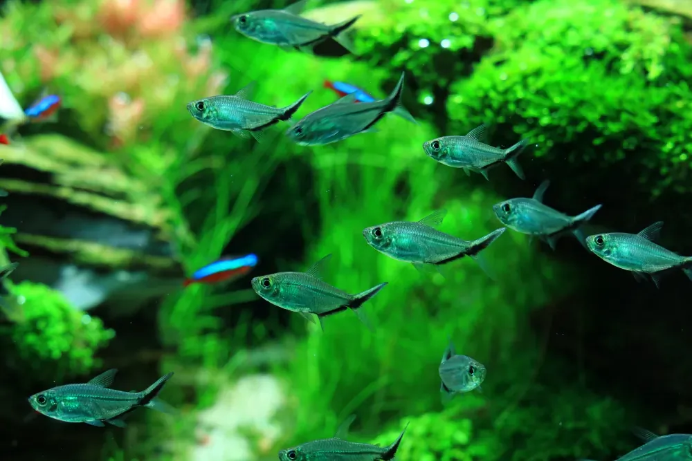 Final - The New Life of Old Stones